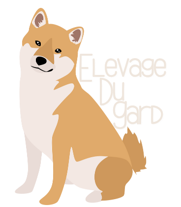 Elevage du Gard – Elevage de Shiba Inu